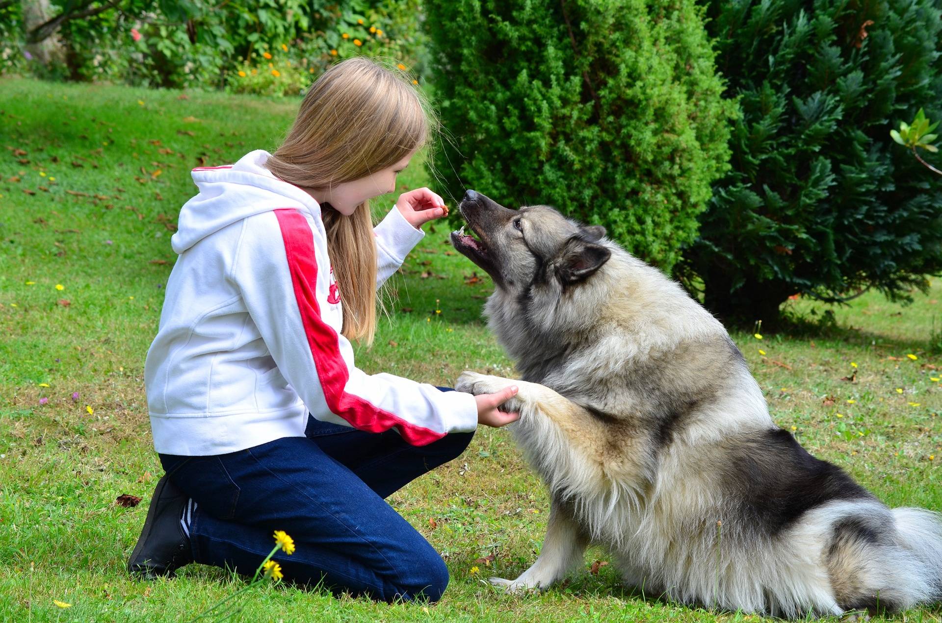 Mädchen trainiert mit Hund im Grünen | Hundefutter für Allergiker