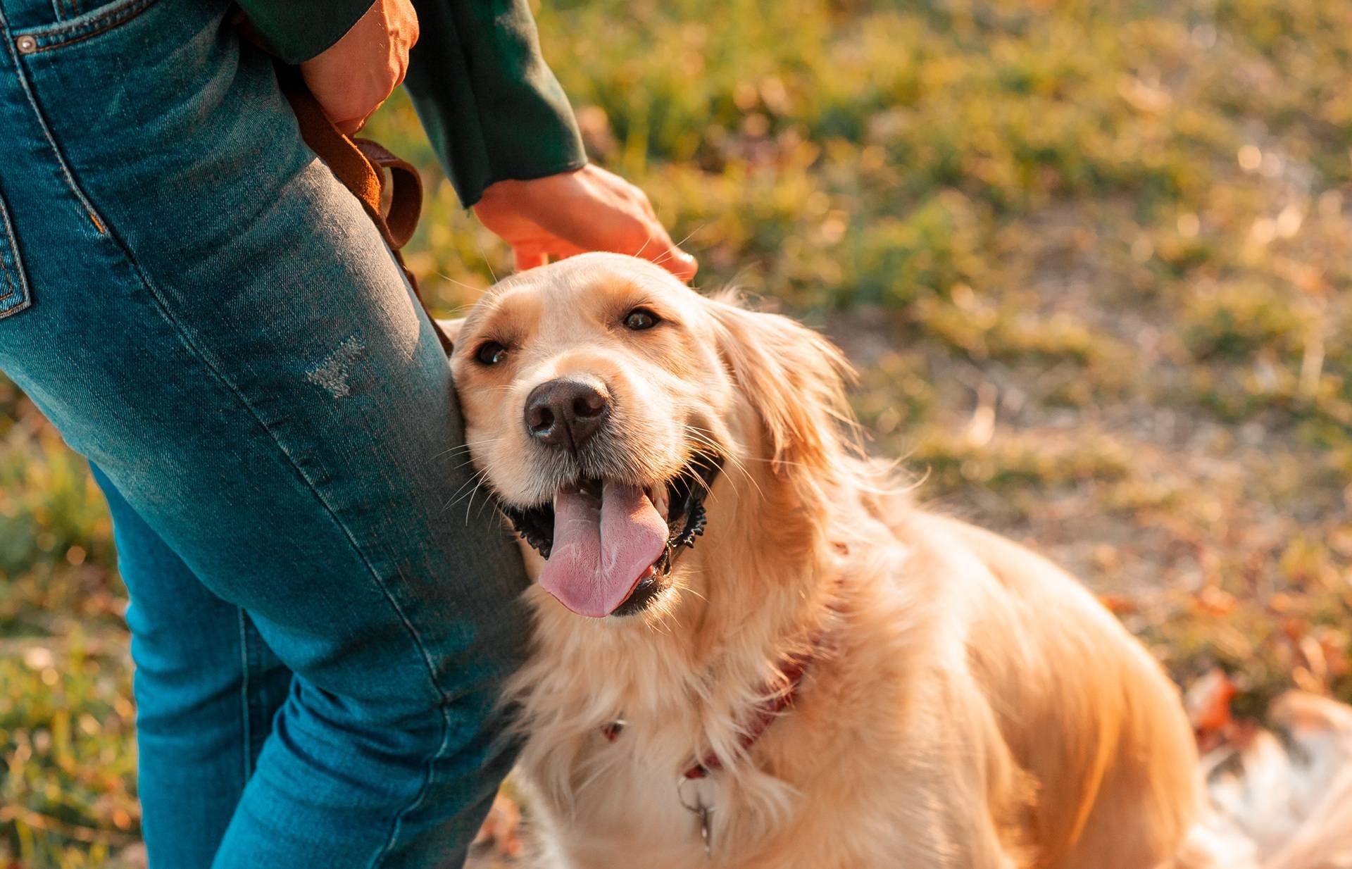 Hund lehnt sich an Besitzerin | Pernaturam